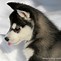 Image result for Siberian Husky Newborn Puppy