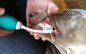 Image result for Dog Tooth Tartar