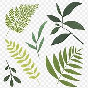 Image result for Leaf Colka Design