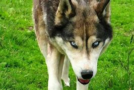 Image result for Husky Wolf Mix