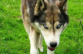 Image result for White Husky Wolf Dogs