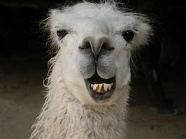 Image result for Llama Smile