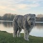 Image result for Irish Wolfhound