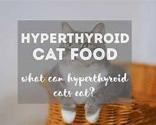 Image result for Hyperthyroid Cat