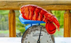 Image result for Lobster Amror