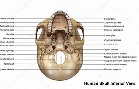 Image result for Skull Inferior View