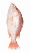 Image result for Trosan Fish