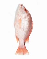 Image result for Charan Malayam Fish