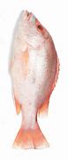 Image result for Kadukka Fish