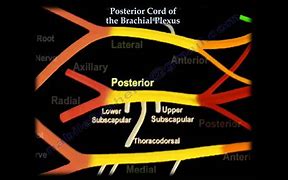 Image result for Brachial Plexus Posterior View