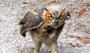 Image result for Owl Run