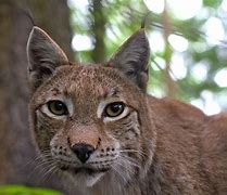 Image result for Brown Lynx