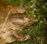 Image result for Biggest Soft Shell Turtle