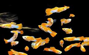 Image result for Guppy