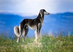 Image result for Mini Saluki Dog