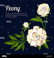 Image result for Peony Vector