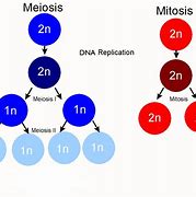 Image result for Product of Meiosis