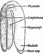 Image result for Dicot Embryo Diagram