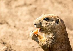 Image result for Funny Prairie Dog