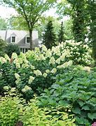 Image result for Hydrangea Pan Limelight Prime