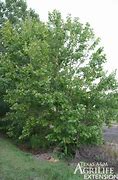 Image result for Sycamore Plant