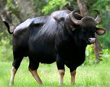 Image result for Gaur vs Bison