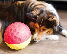 Image result for Toys for Blind Dogs