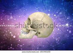 Image result for Human Skull Anatomy 3D