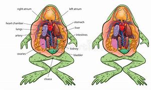 Image result for Frog Circulatory System Diagram