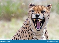 Image result for Danger Cheetah Teeth