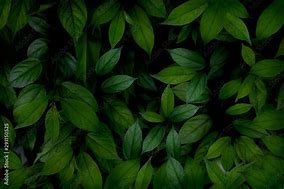 Image result for Leaf Wallpaper