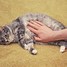 Image result for Cat Digestive Tract