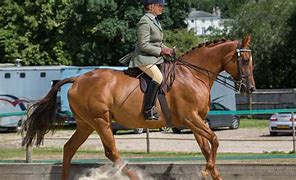 Image result for Ror Horses