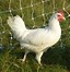 Image result for Blue Australorp Pullets 10 Weeks