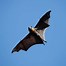 Image result for Vampire Bat Wings Sideways