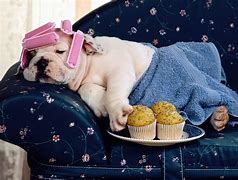 Image result for Tired Dog Images