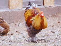 Image result for Blue Partridge Brahma Chicken