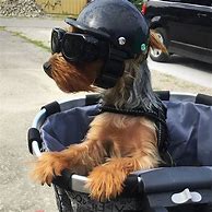 Image result for Dog Motorbike Helmet