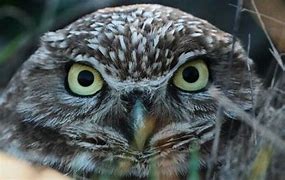 Image result for Hiding Owls