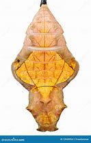 Image result for Pupa of Swallotail