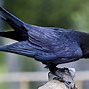 Image result for Raven Grey Colour