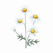 Image result for Hand Drawn Daisy Flower