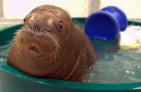 Image result for Walrus Baby Pics