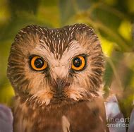 Image result for Beautiful Owl Eyes