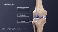 Image result for Knee Bone Labled