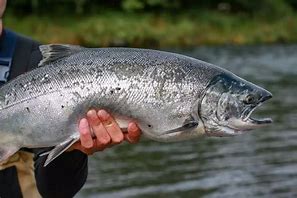 Image result for Salmon Tackle