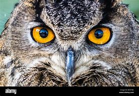 Image result for Owl with Yellow Eyes