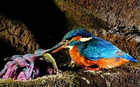 Image result for Kingfisher Wallpaper 4K