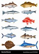 Image result for Sebal Fish