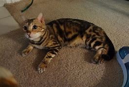 Image result for Marbled Cat